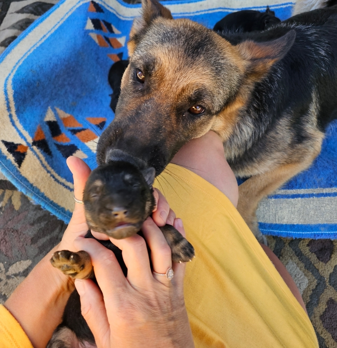 Breeder gallery preview